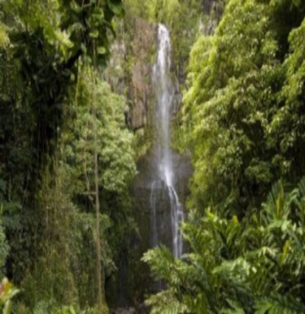 Small waterfall emerging from rocks in the middle of a lush green jungle.